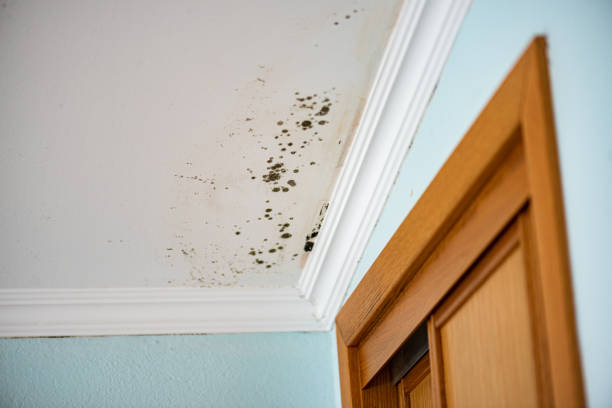 Best Residential Mold Remediation in Twinsburg, OH