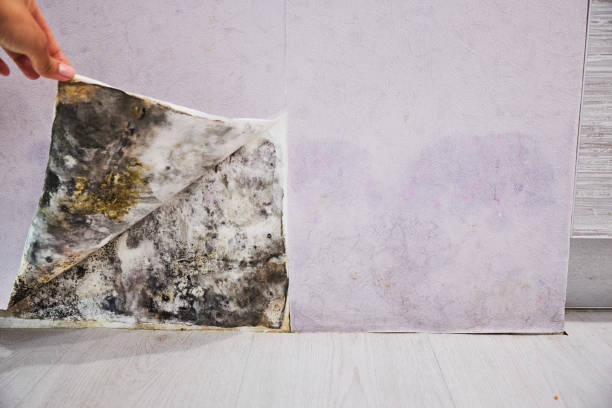 Best Industrial Mold Remediation in Twinsburg, OH
